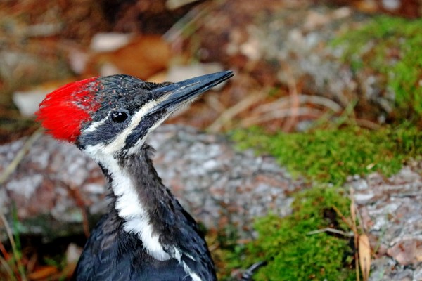 Juvenile Female Pileated Woodpecker by Deb Oppermann